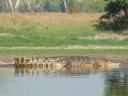 Een flinke croc