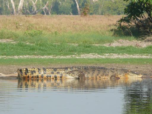 Een flinke croc