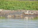 2 flinke crocs