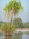 Op de billabong