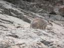 Rock wallibys