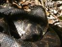 Een 4 meter lange python