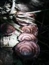 Elfenbrood