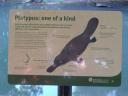 Platypus oftewel vogelbekdier