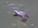 Een echte platypus