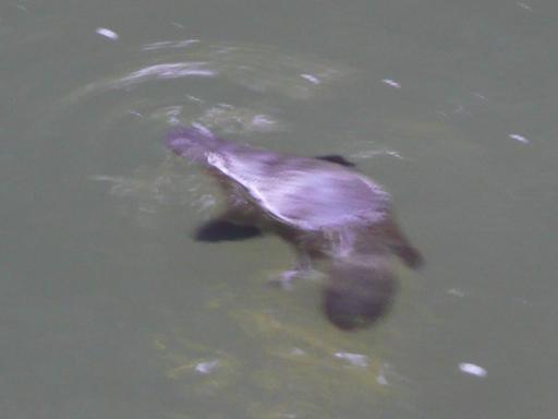 Een echte platypus