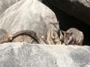 Rock wallibies
