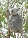 Een wilde koala!