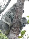 Een wilde koala en haar jong!