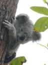 Een baby-koala