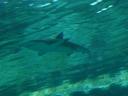 Een black reeftip shark!!