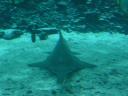 een manta-ray