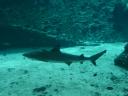 Een black reeftip shark!!