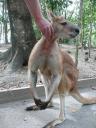 Een 'red-kangeroo'