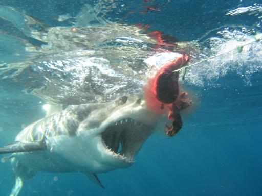 Happen naar de 'bait'