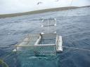 De kooi wordt te water gelaten