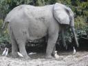 Een olifant in de 'bush'