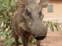 Pumba....;-)