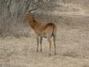 Een 'waterbuck'