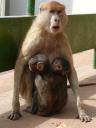 Een aap met tweeling babies