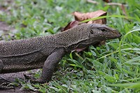 Clouded Monitor, MacRitchie Reservoir Park