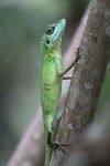 Green crested lizard, MacRitchie Reservoir Park