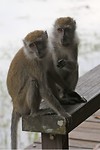 Long-tailed macaque, MacRitchie Reservoir Park