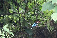 Smyrna ijsvogel, MacRitchie Reservoir Park