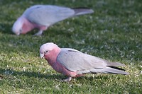 Galah, Alice Springs