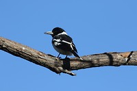 Pied butcherbird, Alice Springs