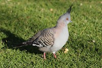 Crested pigeon, Alice Springs