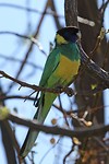 Australian ringneck, Todd River, Alice Springs