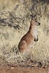Euro, Todd River, Alice Springs