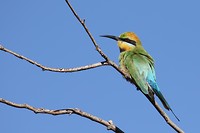 Rainbow bee-eater, Pink Olive Garden, Alice Springs