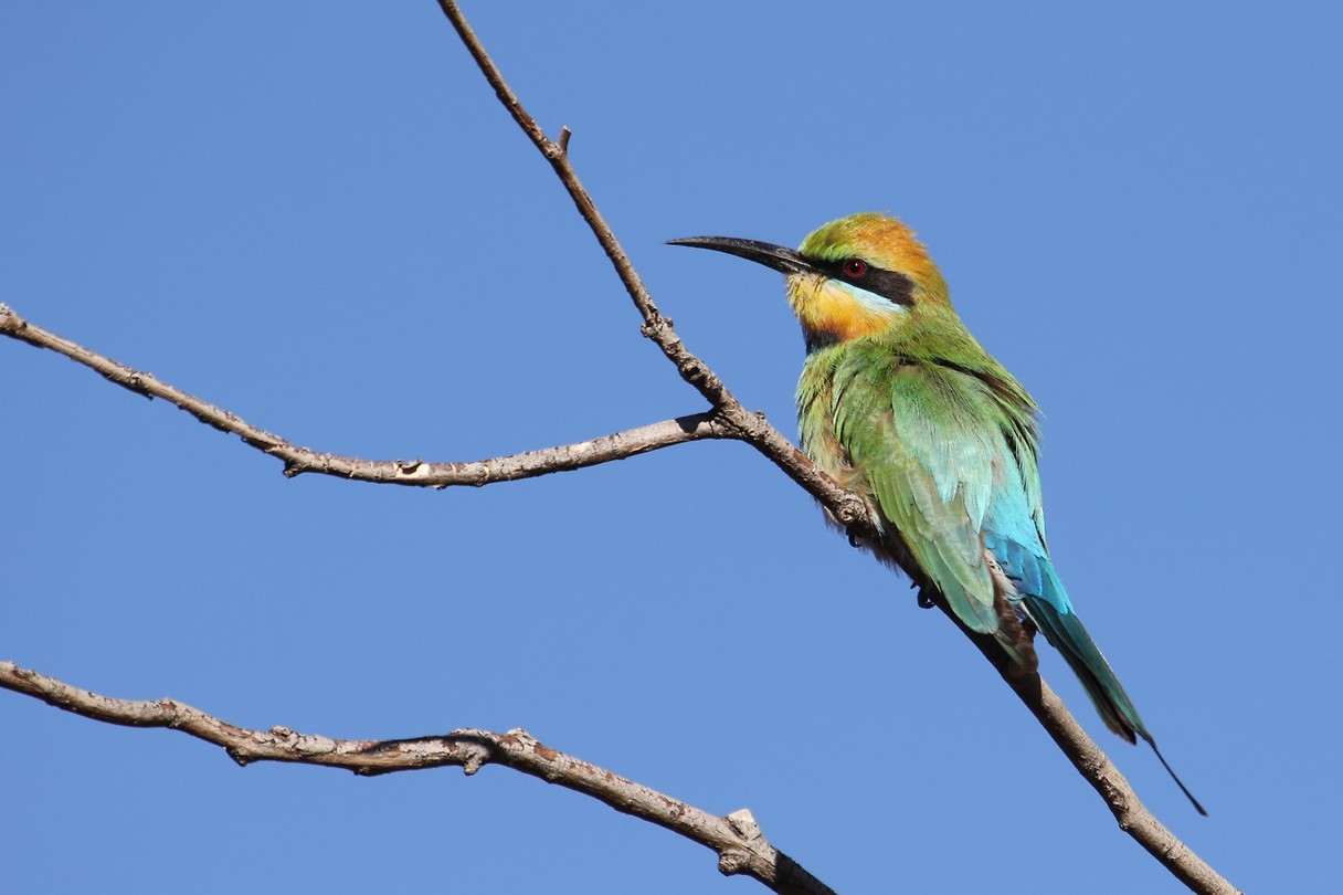 Rainbow bee-eater, Pink Olive Garden, Alice Springs