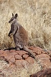 Blackfooted Rock Wallaby, Olive Pink Botanic Garden, Alice Springs (2)