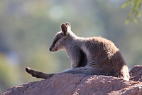 Blackfooted Rock Wallaby, Olive Pink Botanic Garden, Alice Springs