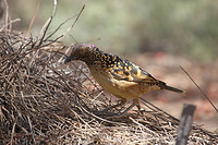 Western bowerbird, Olive Pink Botanic Garden, Alice Springs