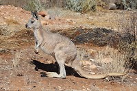 Euro, Olive Pink Botanic Garden, Alice Springs (2)