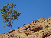 Blackfooted Rock Wallabie, Alice Springs