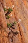 Desert Flannel Flower, Standley Chasm