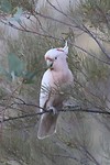 Major Mitchel's Cockatoo, Ellery Creek Big Hole