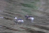 Australasian Grebe, Ellery Creek Big Hole