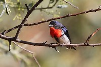 Mistletoe Bird, Ellery Creek Big Hole