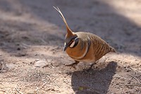 Spinifex Pigeon, Ormiston Gorge