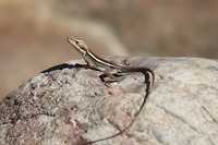 Long-nosed dragon, Ormiston Gorge