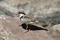 Black-fronted Dotterel, Ormiston Gorge