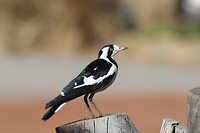 Magpie Lark, Kings Canyon