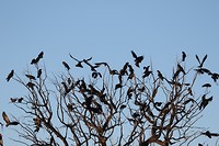 Red-tailed Black Cockatoos, Kings Canyon