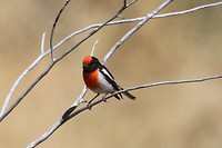Red-capped Robin, Kathleen Springs